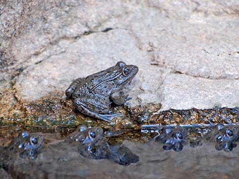 Lowland Leopard Frog (Rana yavapaiensis)