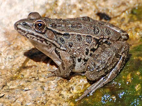 Lowland Leopard Frog (Lithobates yavapaiensis)