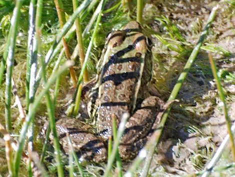 Lowland Leopard Frog (Rana yavapaiensis)