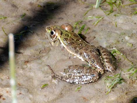 Lowland Leopard Frog (Rana yavapaiensis)