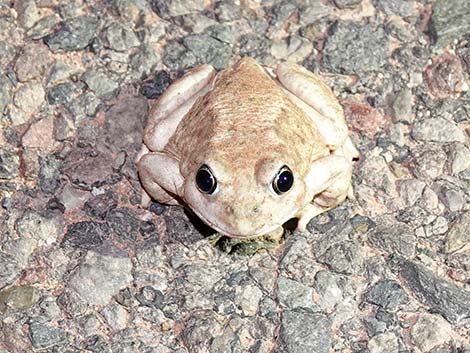 Great Basin Spadefoot (Spea intermontana)