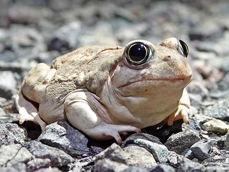 Great Basin Spadefoot (Spea intermontana)