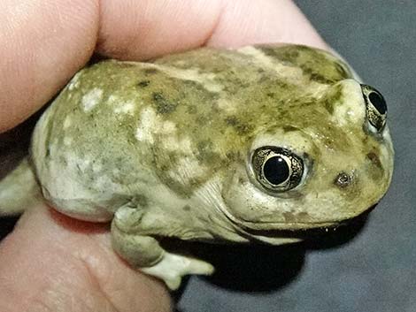 Great Basin Spadefoot (Spea intermontana)