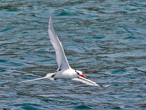 Phaethontiformes (Tropicbirds)