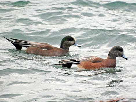 American Wigeon (Anas americana)