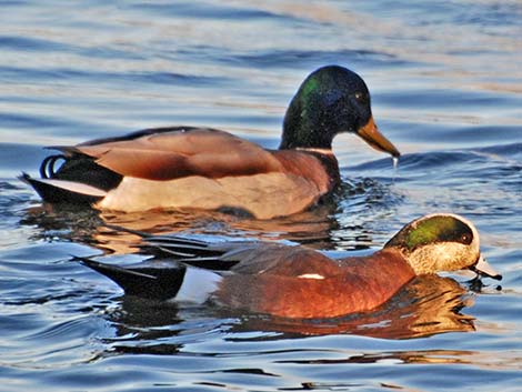 American Wigeon (Anas americana)