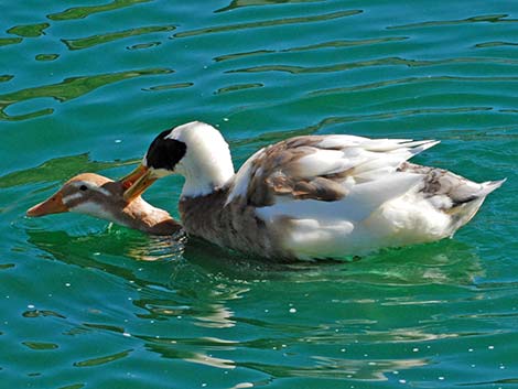 Barnyard Duck (Anas domesticus)