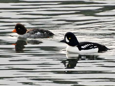 Barrow's Goldeneye (Bucephala islandica)