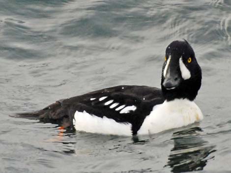 Barrow's Goldeneye (Bucephala islandica)