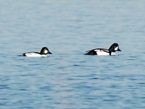 Barrow's Goldeneye (Bucephala islandica)