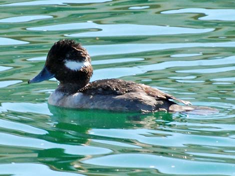 Bufflehead (Bucephala albeola)