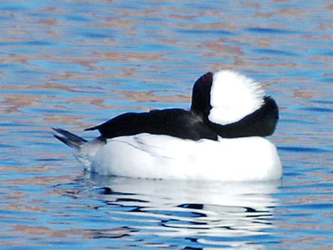 Bufflehead (Bucephala albeola)