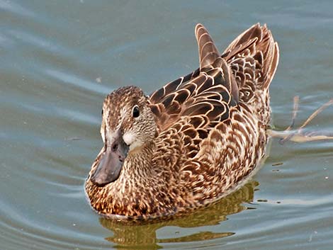 Blue-winged Teal (Anas discors)