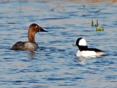 Canvasback (Aythya valisineria)