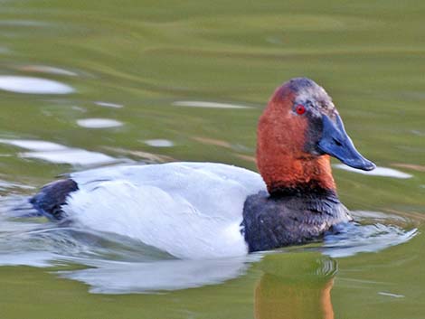 Canvasback (Aythya valisineria)