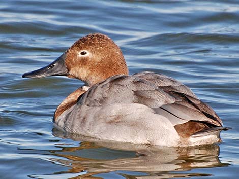 Canvasback (Aythya valisineria)