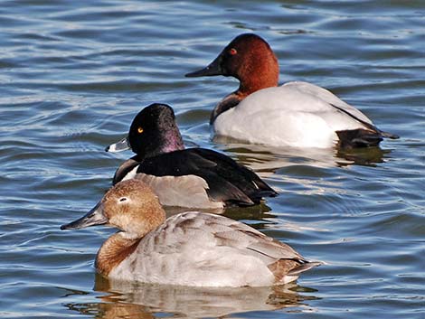 Canvasback (Aythya valisineria)