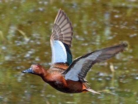 Cinnamon Teal (Anas cyanoptera)