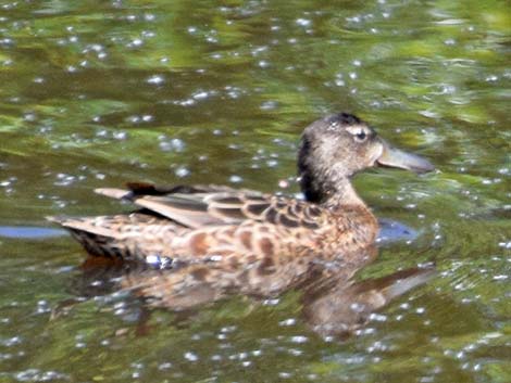 Cinnamon Teal (Anas cyanoptera)