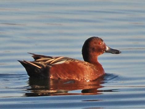 Cinnamon Teal (Anas cyanoptera)