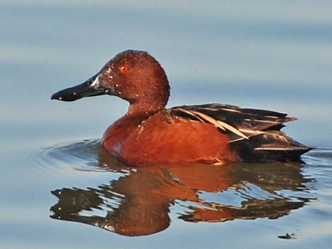 Cinnamon Teal (Anas cyanoptera)