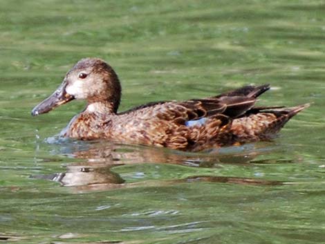 Cinnamon Teal (Anas cyanoptera)