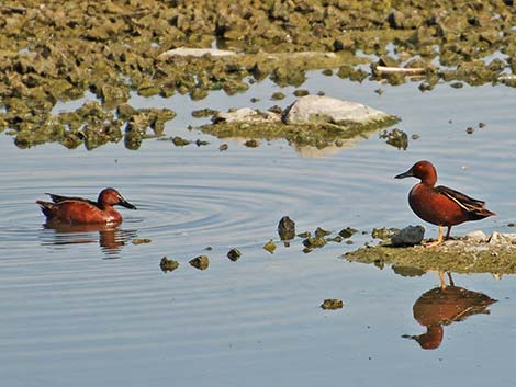 Cinnamon Teal (Anas cyanoptera)