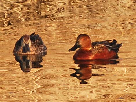 Cinnamon Teal (Anas cyanoptera)