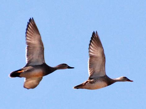 Gadwall (Anas strepera)