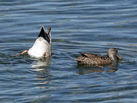 Gadwall (Anas strepera)