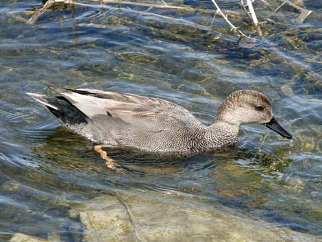 Gadwall (Anas strepera)