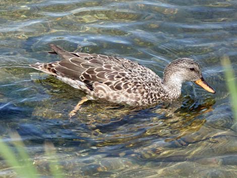 Gadwall (Anas strepera)