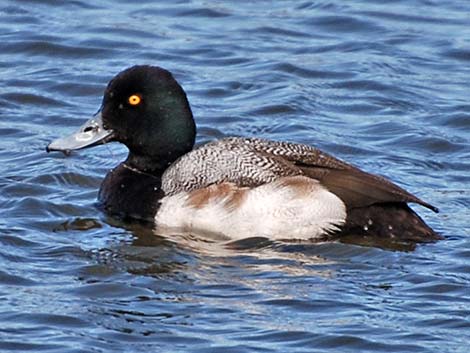 Greater Scaup (Aythya marila)