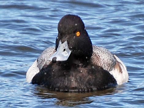 Greater Scaup (Aythya marila)