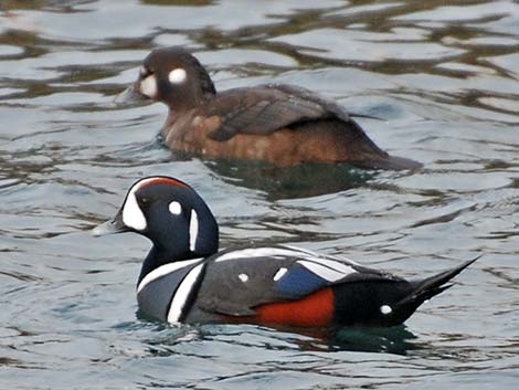 Harlequin Duck (Histrionicus histrionicus)