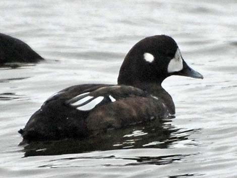 Harlequin Duck (Histrionicus histrionicus)