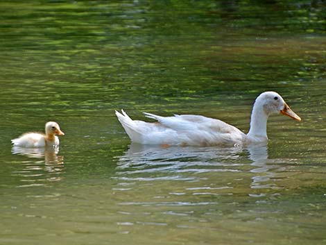 Indian Runner Duck (Anas platyrhynchos)