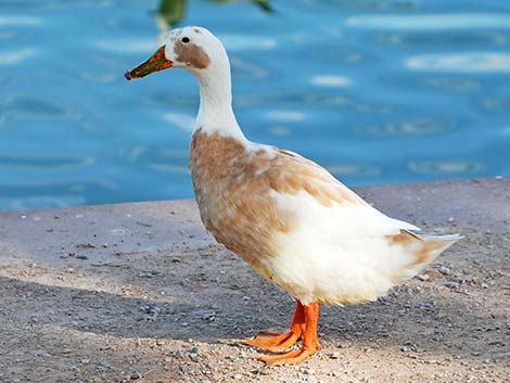 Indian Runner Duck (Anas platyrhynchos)