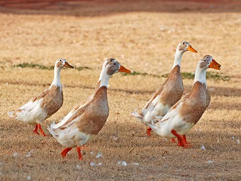 Indian Runner Duck (Anas platyrhynchos)