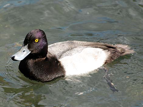 Lesser Scaup (Aythya affinis)