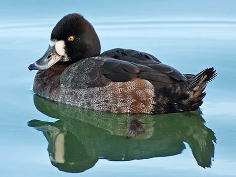 Lesser Scaup (Aythya affinis)