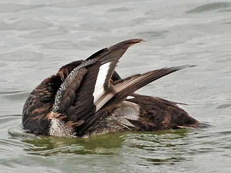 Lesser Scaup (Aythya affinis)