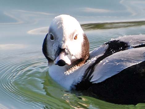 Long-tailed Duck (Clangula hyemalis)