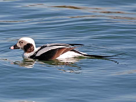 Long-tailed Duck (Clangula hyemalis)