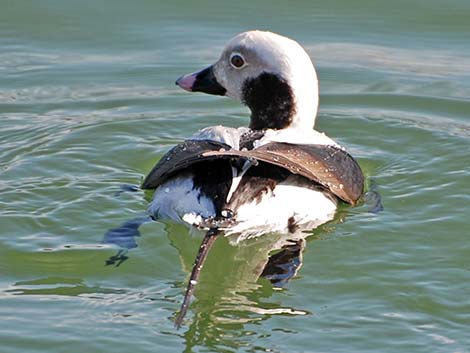 Long-tailed Duck (Clangula hyemalis)