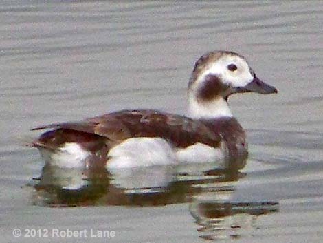 Long-tailed Duck (Clangula hyemalis)