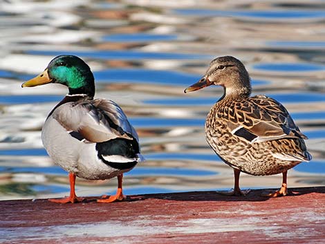 Mallard (Anas platyrhynchos)