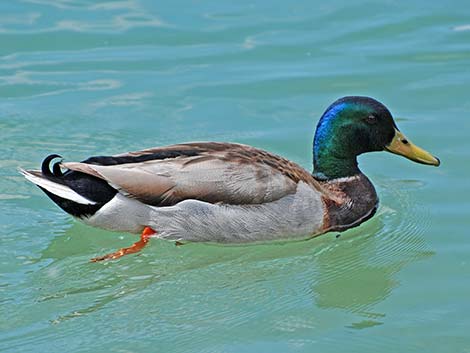 Mallard (Anas platyrhynchos)