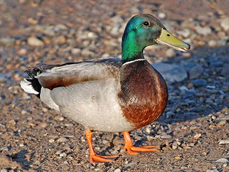 Mallard (Anas platyrhynchos)