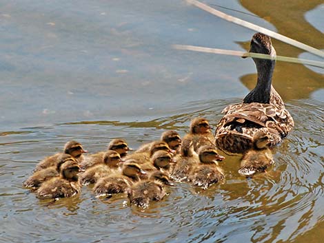 Mallard (Anas platyrhynchos)